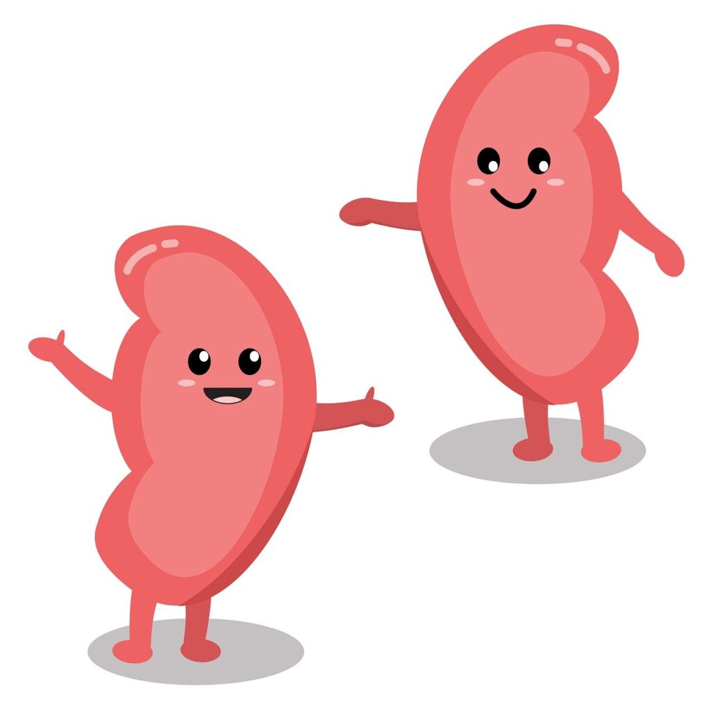 Chronic Kidney Disease (CKD), renal failure, dialysis and Transplant